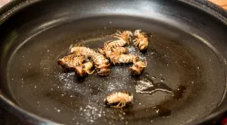 			Image photo gallery  - Insects on a Plate (2016)
	